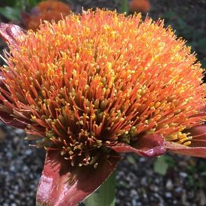 Meet your Posher, Francis